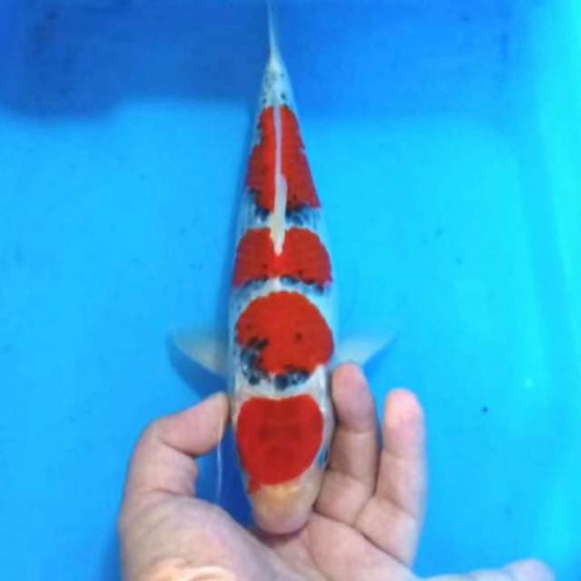 Maruten red goshiki HQ 31cm