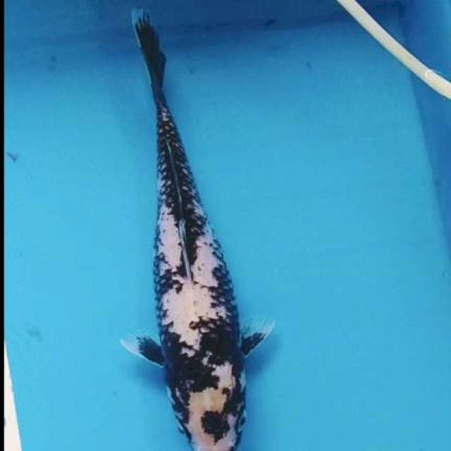 Matsukawabake 22cm