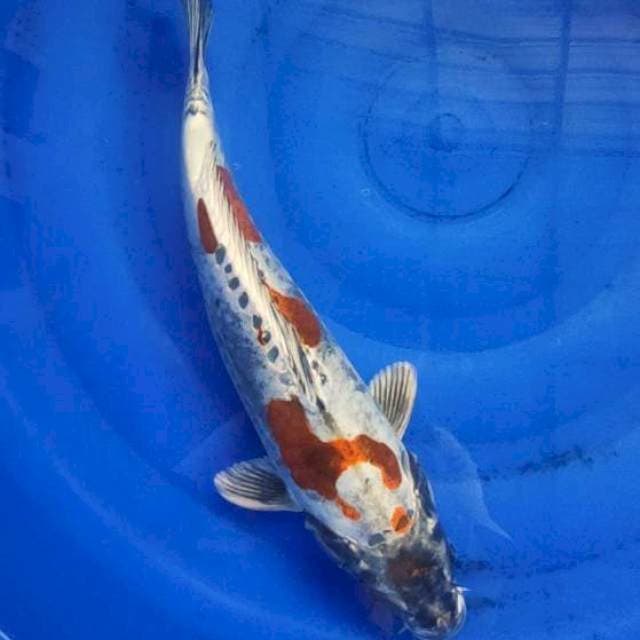 Jumbo Kikkokuryu 45bu