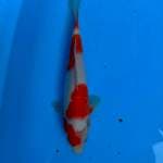 4 Step Original Kohaku 29 CM