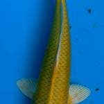 27CM OGON SKIN RAPII