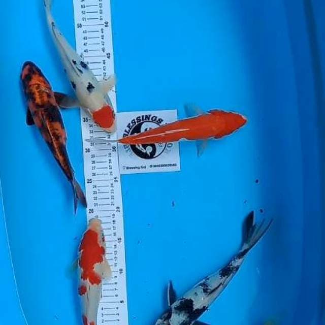 MIX 6 EKOR 25-29CM