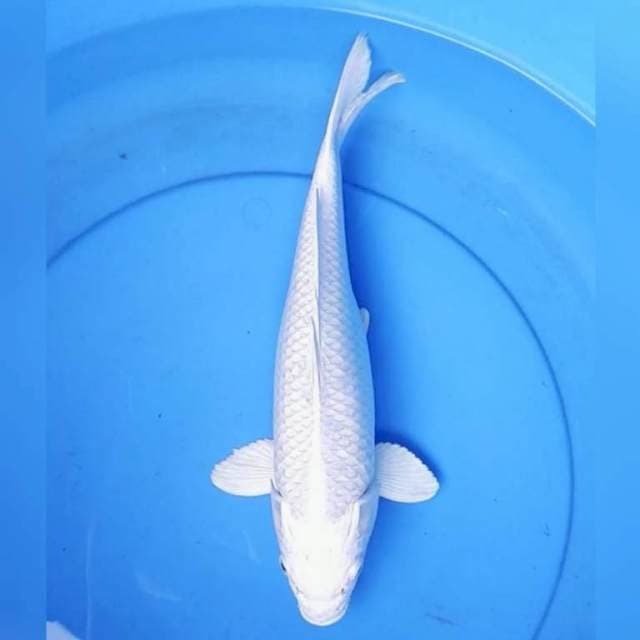 Platinum putih bersih