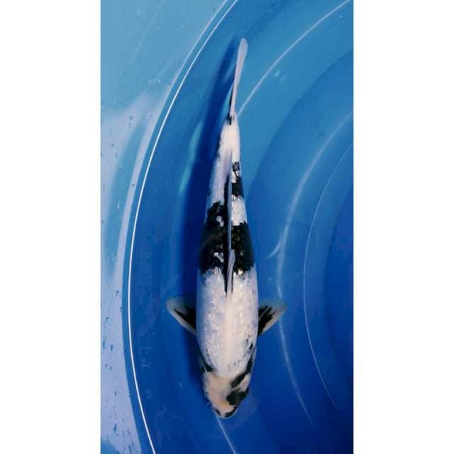 Shiro GINDRIN JOSS 34CM