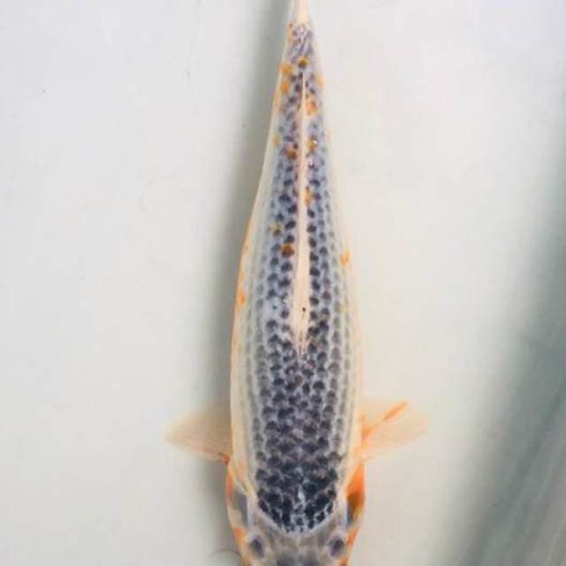Asagi 30cm