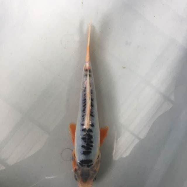 shusui 21cm
