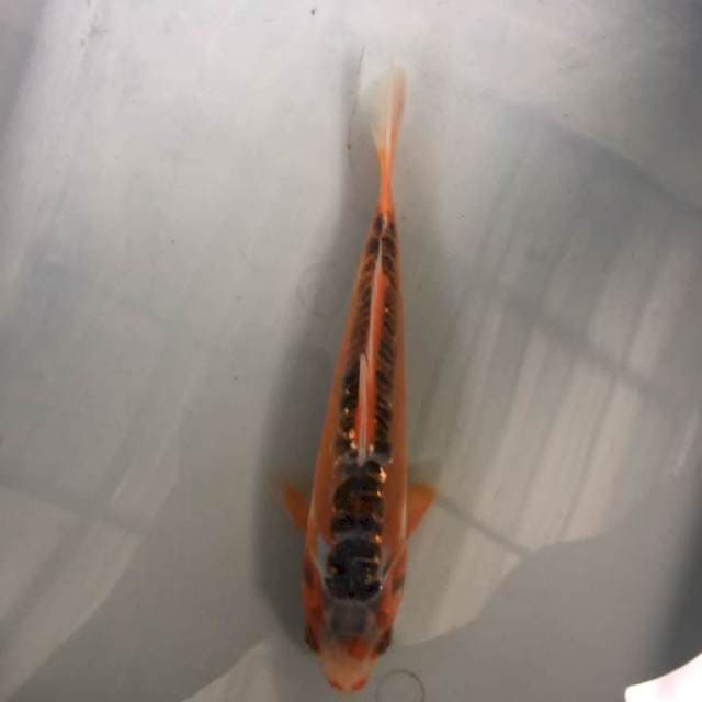 Shusui 21cm