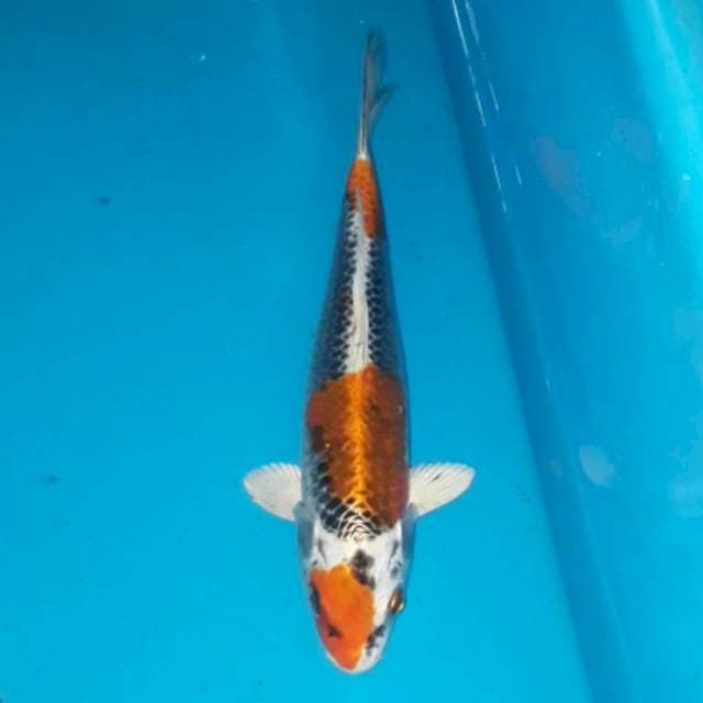 Kujaku 25 cm