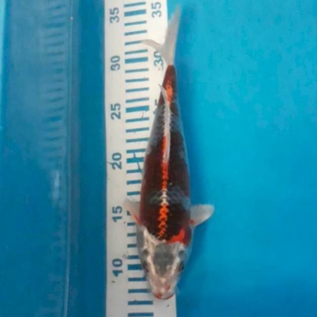 Beni Ginga 26 cm