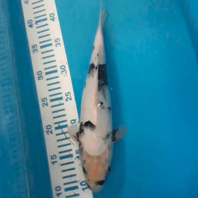 Shiro Tategoi 32 cm