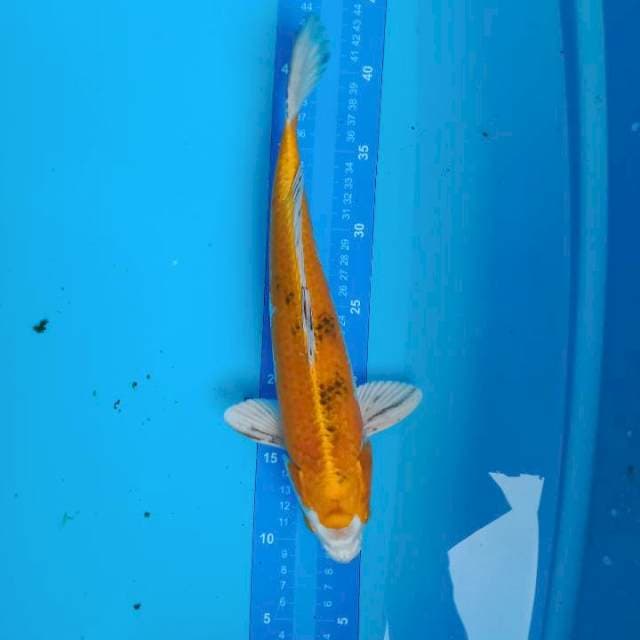 34CM GIN SHOWA