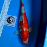 43CM HIKARIMOYOMONO