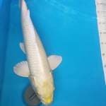 Yamabuki ogon 51 male