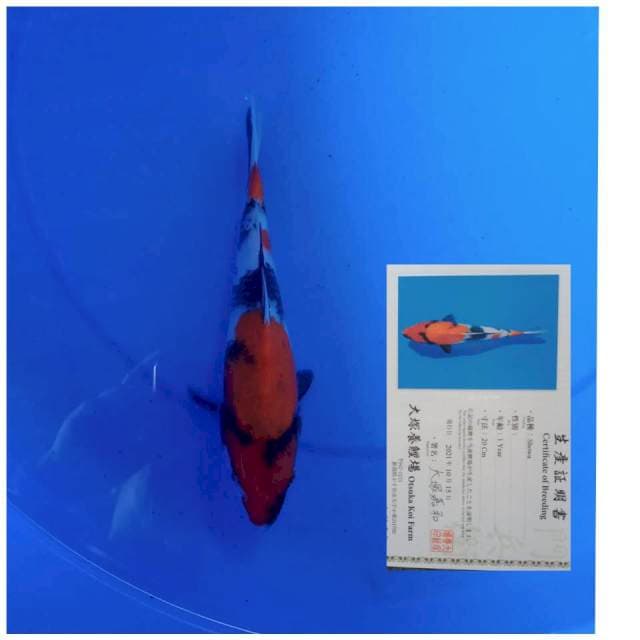 Showa 22cm