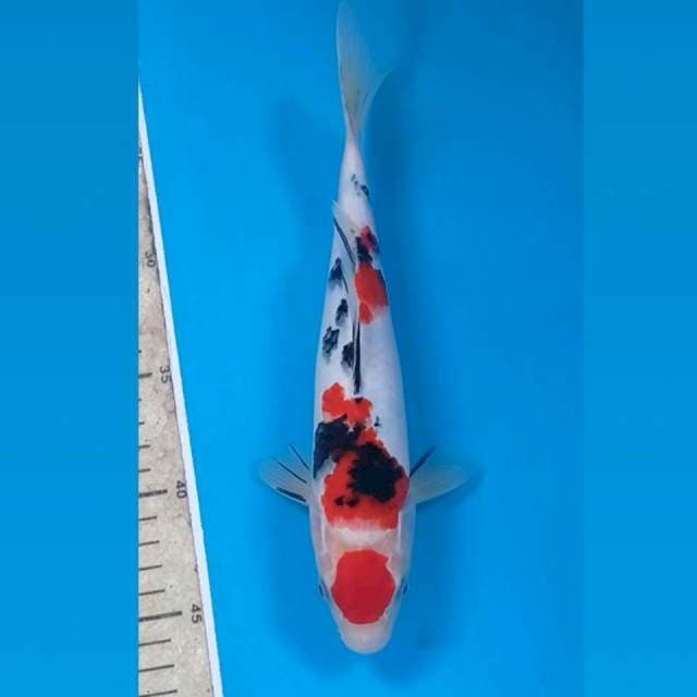 Sanke, 25 cm