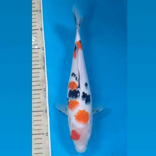 Sanke, 31 cm