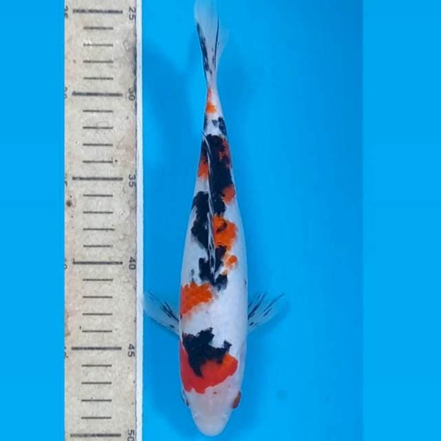 Sanke, 24 cm