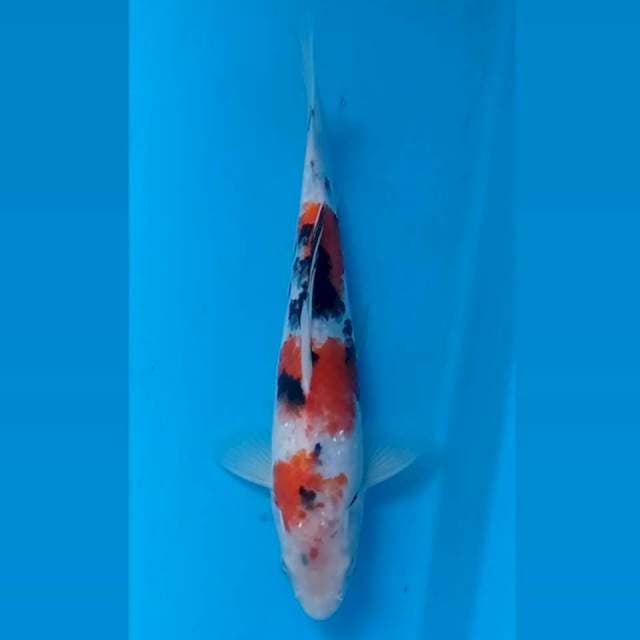 Sanke, 21 cm