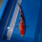 Sanke doitsu 37cm