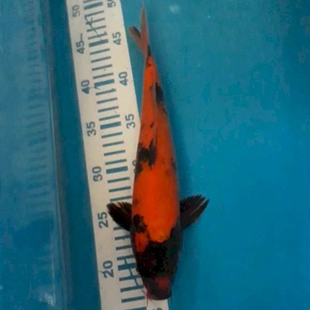 Hiu 30 cm