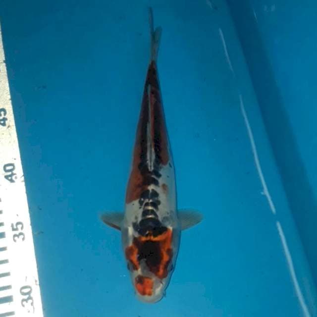 Goshiki Doit 24 cm