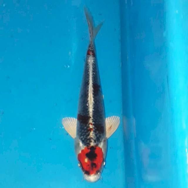 Ginga 22 cm