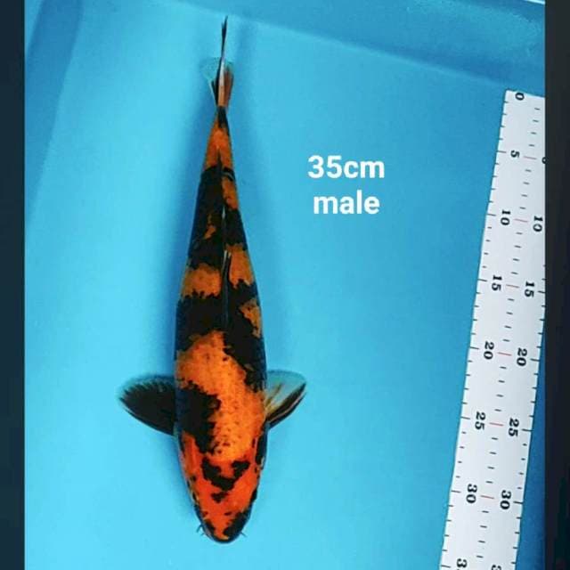 Utsuri 35cm male