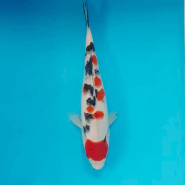 Sanke 24 cm