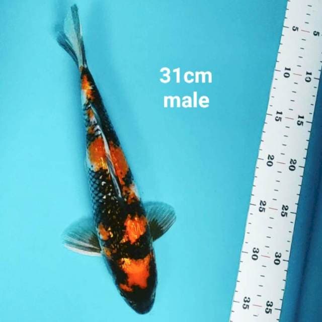 Showa ginrin 31cm male