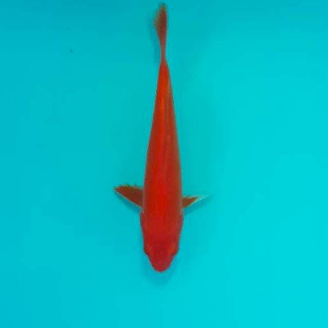 Akahajiro 16 cm