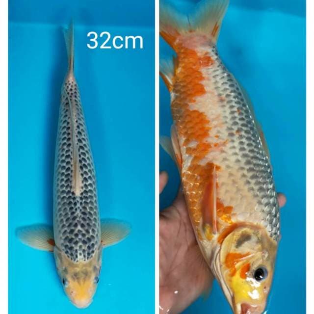Asagi strong 32cm