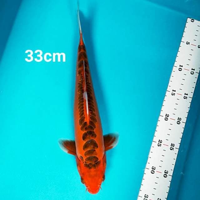 Hi shusui ring jos 33cm