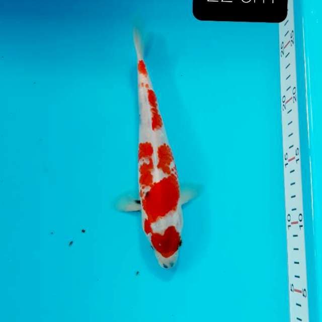 Maruten 22 cm