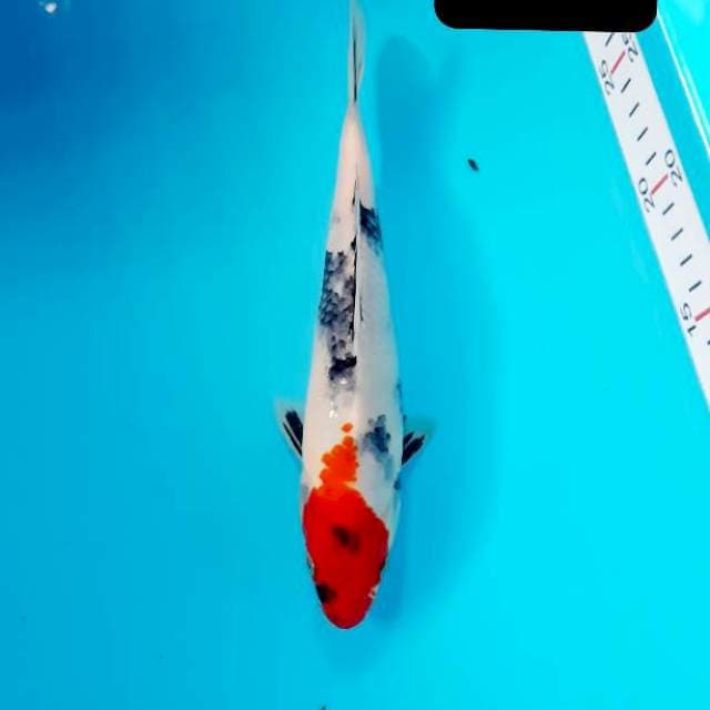 Tancho showa 23 cm