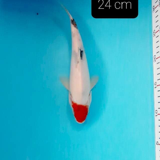 Tancho showa 24 cm