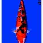 Sanke 49cm Kondo Koi Farm certy