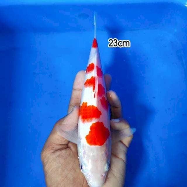 Kohaku Sakura 23cm