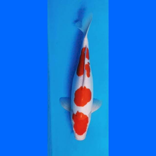 Kohaku doitsu 🥳