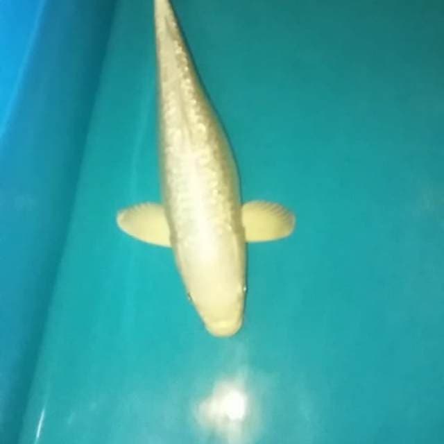 Platinum ginrin 30 female