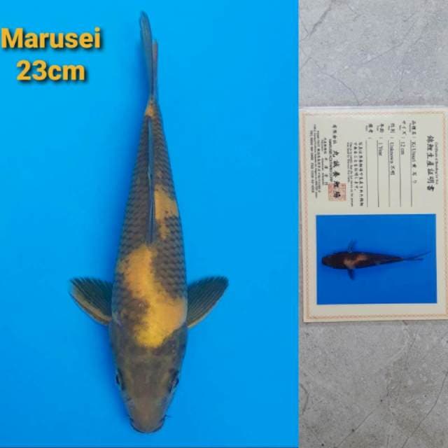 Marusei Ki Utsuri Serti