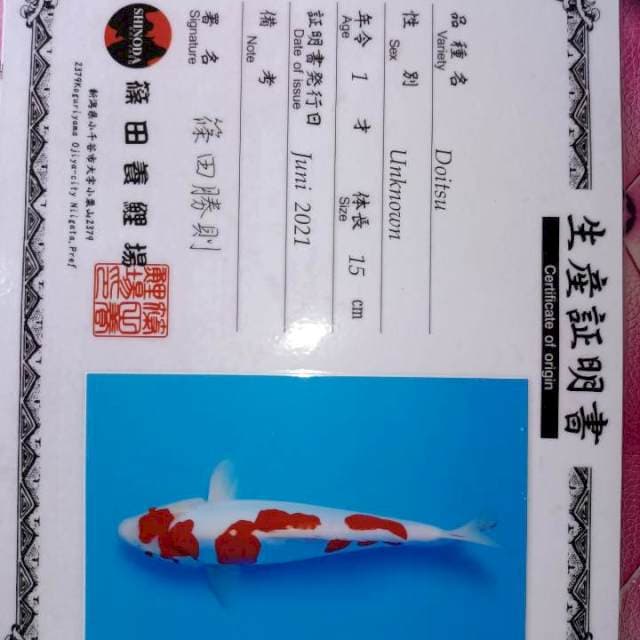 Kohaku Doitsu Sinoda
