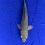 Soragoi 26 cm