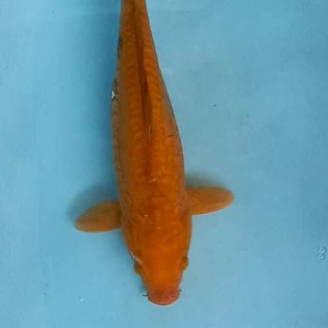 Chagoi 37cm