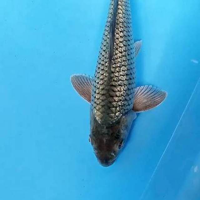 SORAGOI GINRIN 30 CM