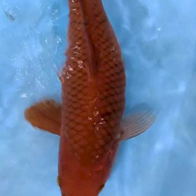CAGOI TEMBAGA BULKY 35 CM