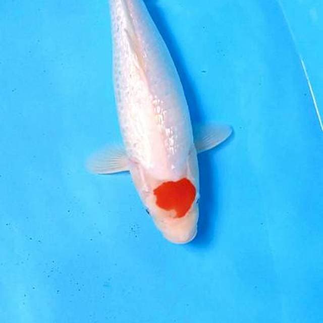 TANCO KOHAKU GINRIN M 35 CM