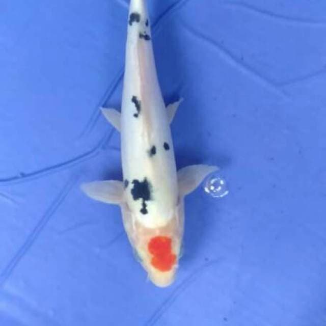 Sanke 24 cm