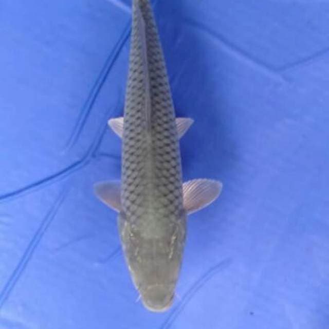 Soragoi 23 cm