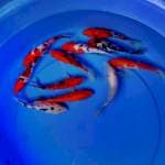 Mix koi 16-17 cm
