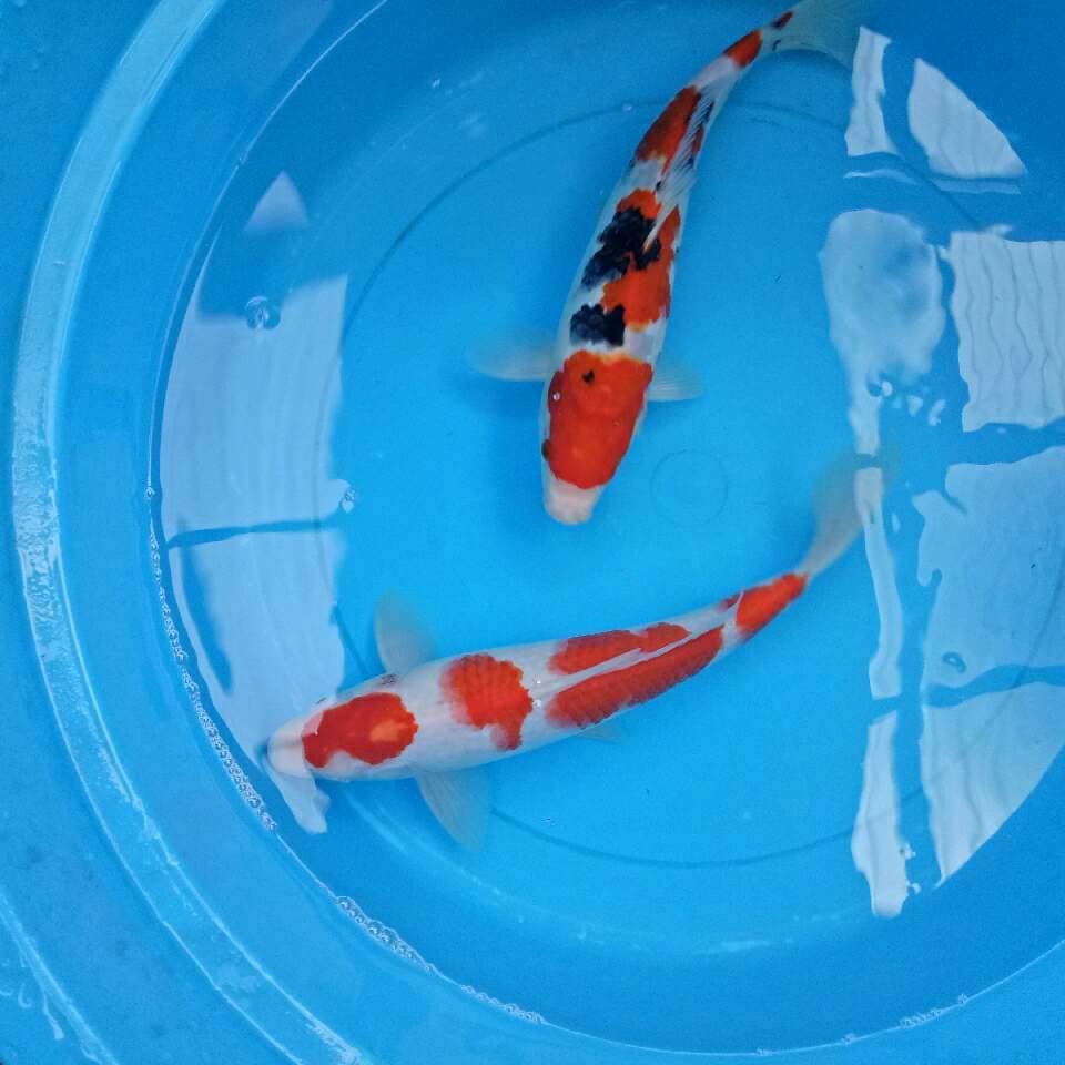 Mix 30-32 cm